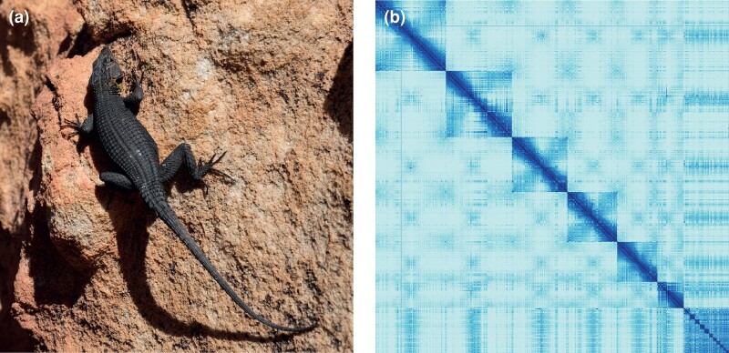 Representative image of Hemicordylus capensis and a Hi-C contact map of its chromosome-level genome assembly.
