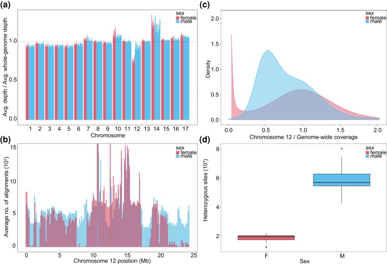 Four panels showing sex-specific genome-wide coverage, chromosome 12 alignments, coverage density, and heterozygosity.