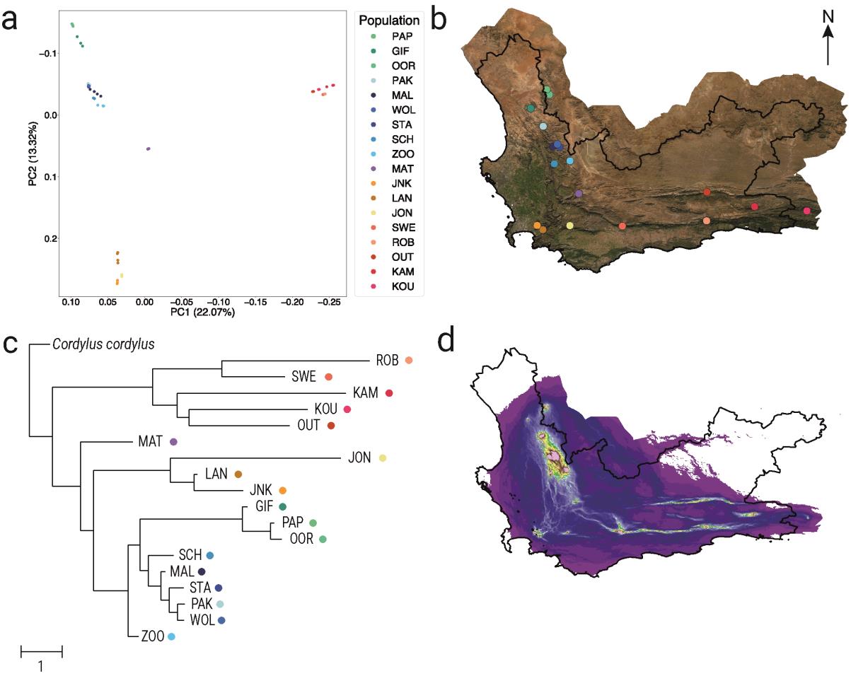 Four panels showing genetic structure, sampling localities, a whole-genome phylogeny, and landscape connectivity across the Cape Fold Mountains.